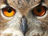 pic for Owl Eye
